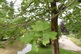род Platanus
