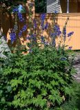 род Delphinium