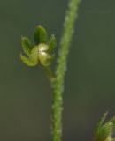 Trigonotis peduncularis