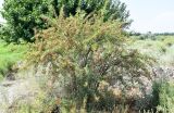 Halimodendron halodendron. Плодоносящий кустарник. Узбекистан, Андижанская обл., Ферганская долина, Язъяванские пески, окр. г. Акалтын, закрепленные пески. 17.07.2024.