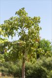Brachychiton acerifolius. Цветущее растение. Турция, г. Анталья, Dokuma Park, в культуре. 01.06.2024.
