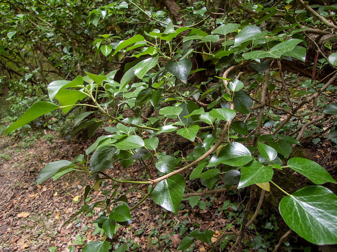 Image of Hedera helix specimen.