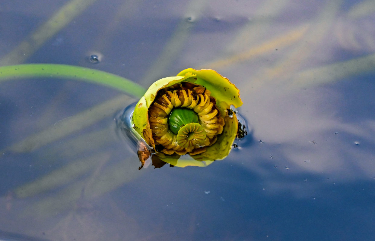 Image of Nuphar lutea specimen.