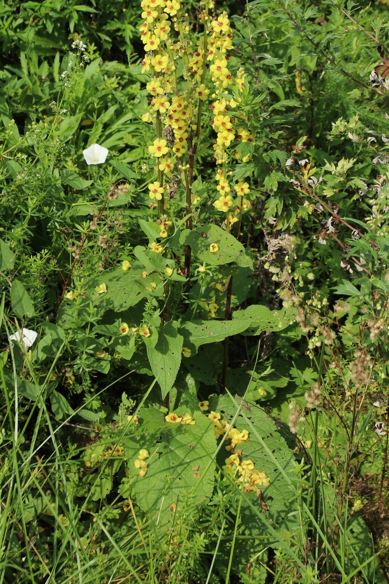 Изображение особи Verbascum nigrum.