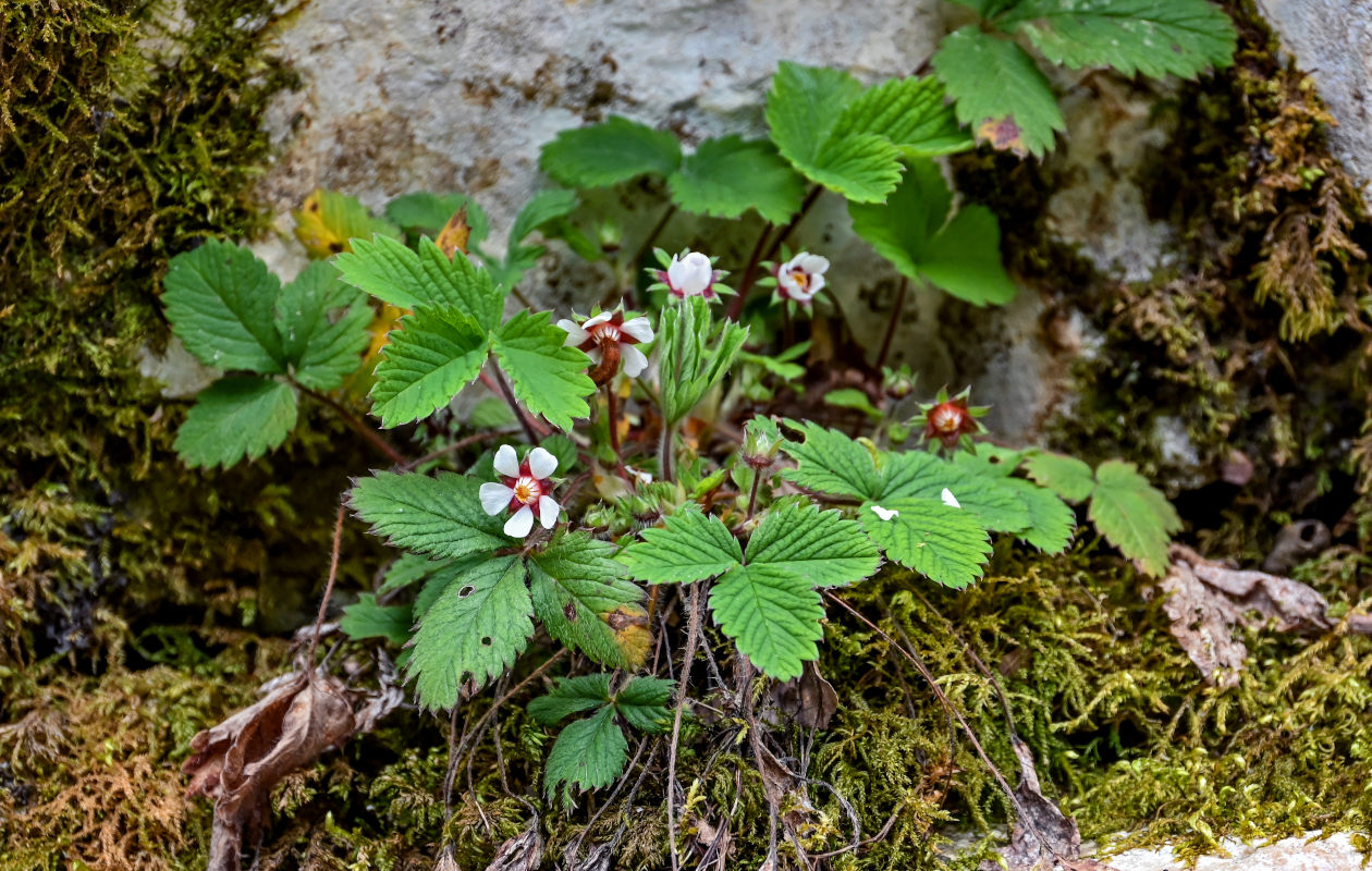Image of Potentilla micrantha specimen.