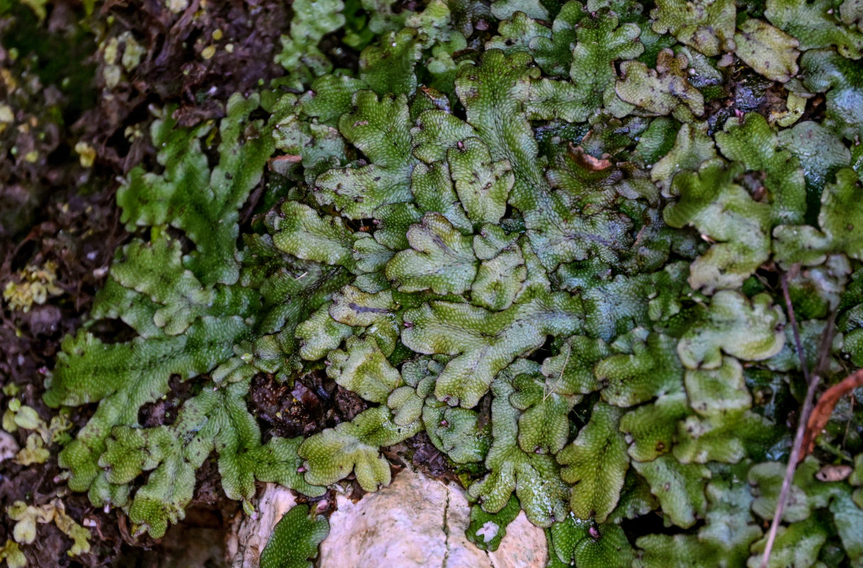 Image of Conocephalum conicum specimen.