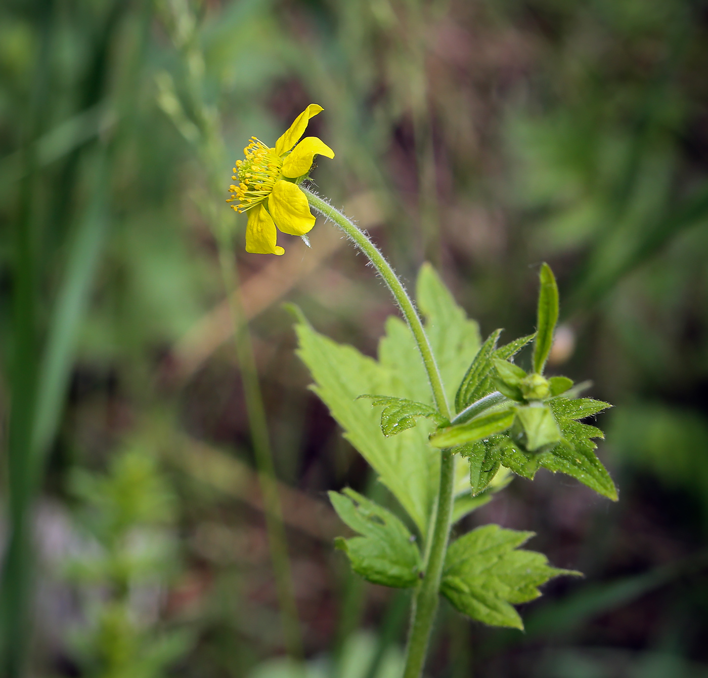 Image of Geum urbanum specimen.