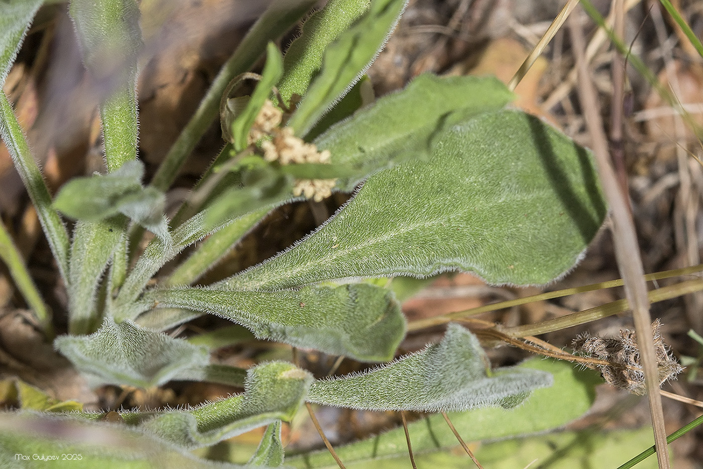Изображение особи Silene densiflora.