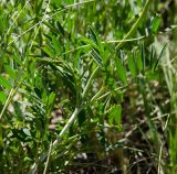 род Astragalus
