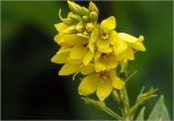 Lysimachia vulgaris. Соцветие. Московская обл., Раменский р-н, окр. дер. Хрипань, садовый участок. 07.06.2025.