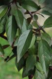 Malus × moerlandsii