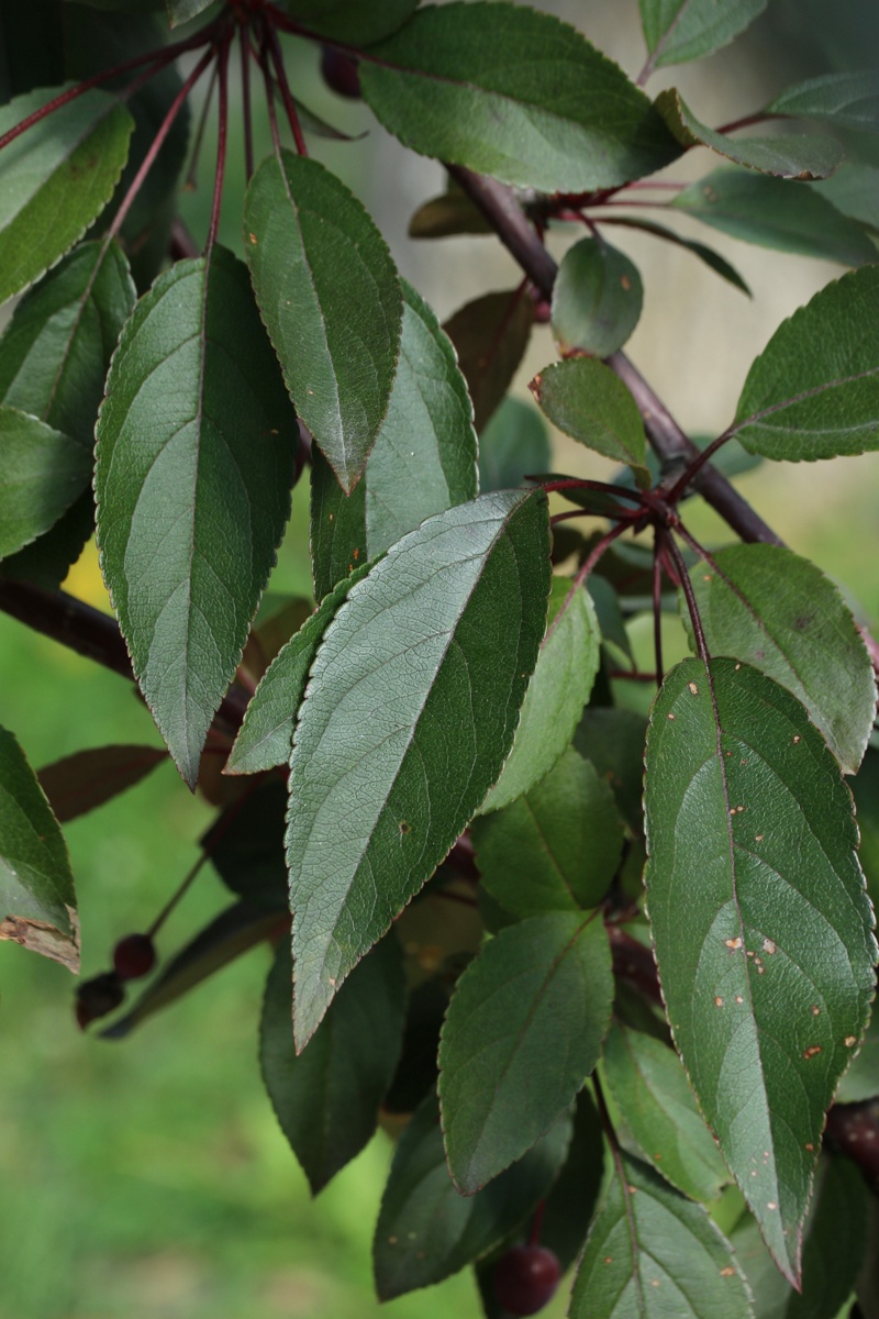 Image of Malus × moerlandsii specimen.