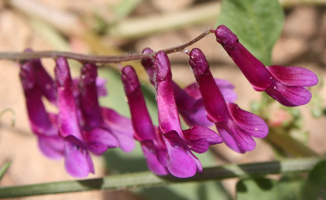 Image of Vicia villosa specimen.