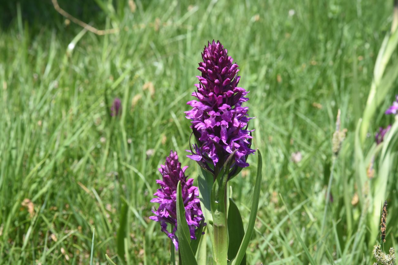 Image of genus Dactylorhiza specimen.