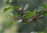 Frangula alnus. Часть ветви с неспелыми плодами. Московская обл., Раменский р-н, окр. дер. Хрипань, садовый участок. 15.07.2025.