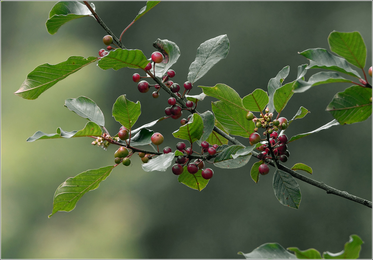 Image of Frangula alnus specimen.