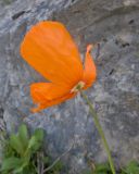 Papaver oreophilum