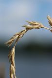 Phleum phleoides