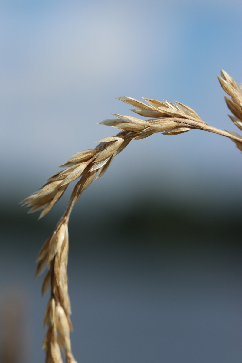 Image of Phleum phleoides specimen.