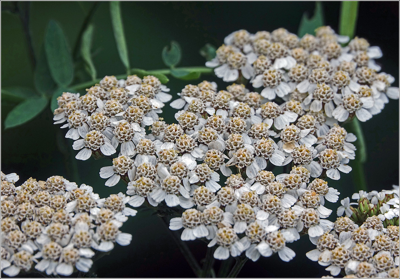 Image of Achillea millefolium specimen.