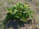 семейство Lamiaceae