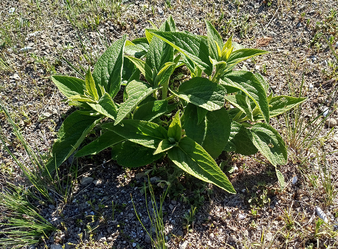 Изображение особи семейство Lamiaceae.