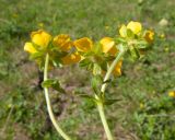 genus Ranunculus. Верхушка растения с цветками. Адыгея, Кавказский биосферный запов., Абадзешский перевал, ≈ 2000 м н.у.м., субальпийский луг. 24.07.2025.