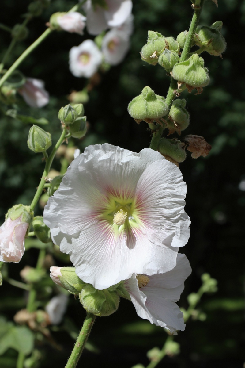 Изображение особи Alcea rosea.