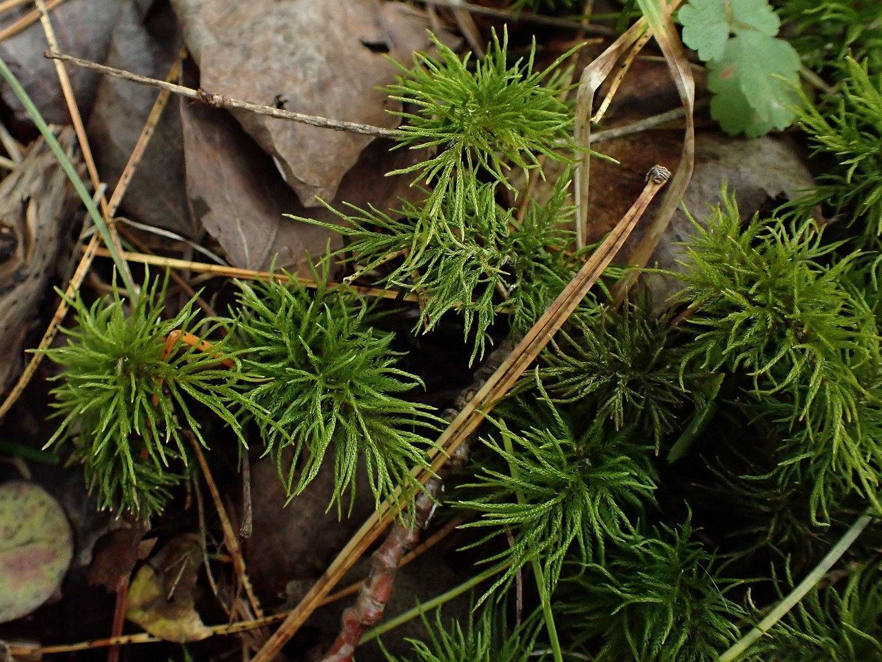 Image of division Bryophyta specimen.