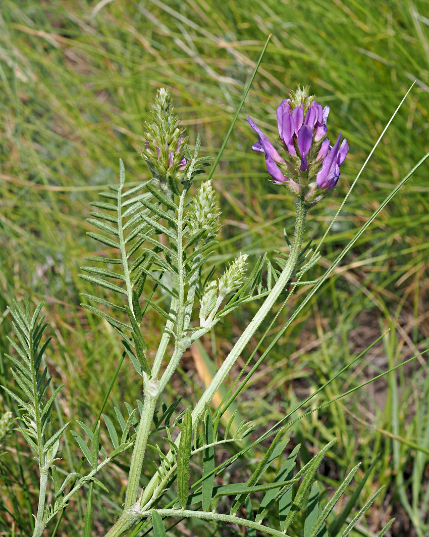 Image of Astragalus onobrychis specimen.