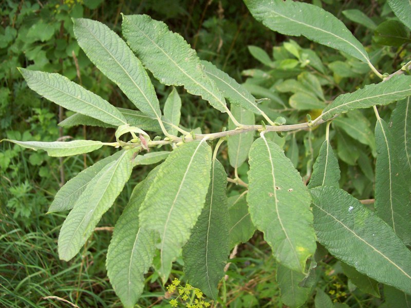 Image of Salix cinerea specimen.
