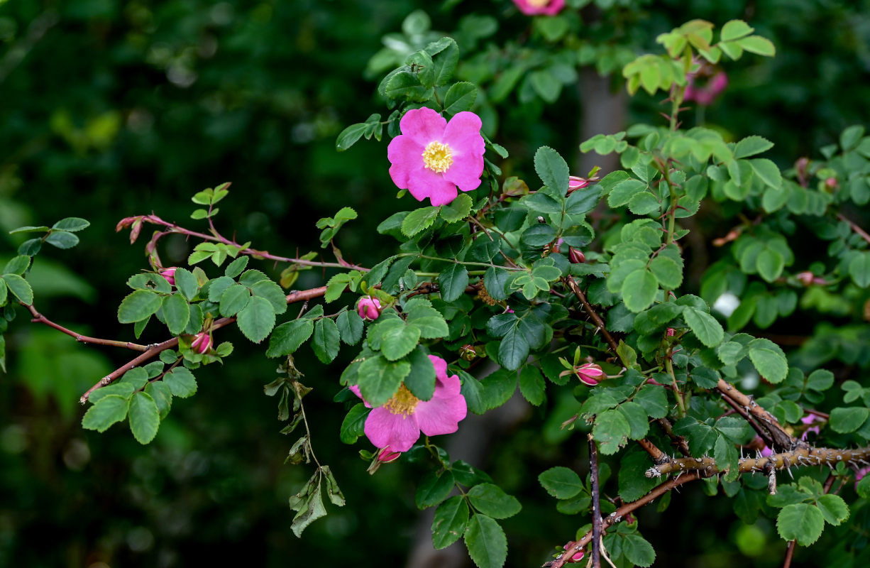 Изображение особи род Rosa.