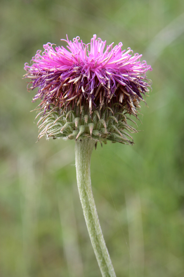 Image of Jurinea maxima specimen.