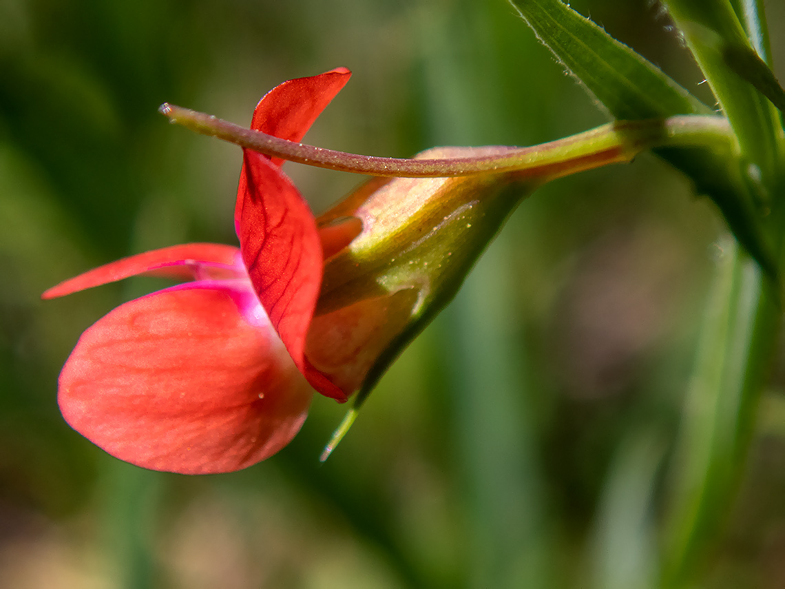 Image of Lathyrus sphaericus specimen.