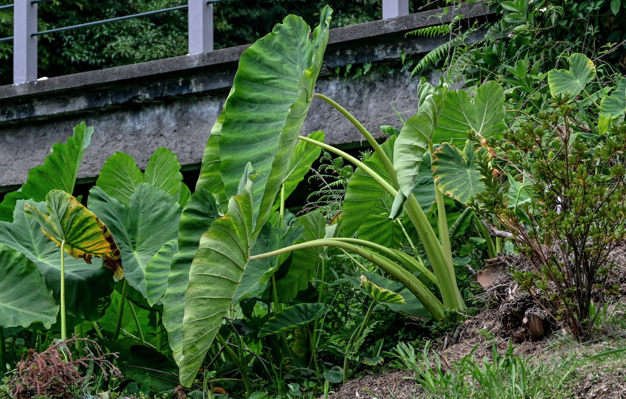 Изображение особи Colocasia esculenta.