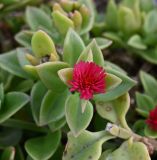 genus Aptenia. Верхушка побега с соцветием. Турция, г. Стамбул, парк развлечений \"Виалэнд\", в кадке с деревом. 08.10.2025.