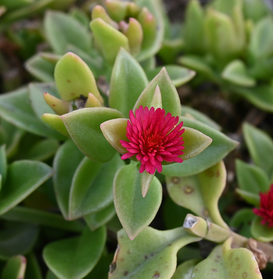 Image of genus Aptenia specimen.