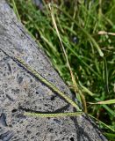 семейство Poaceae