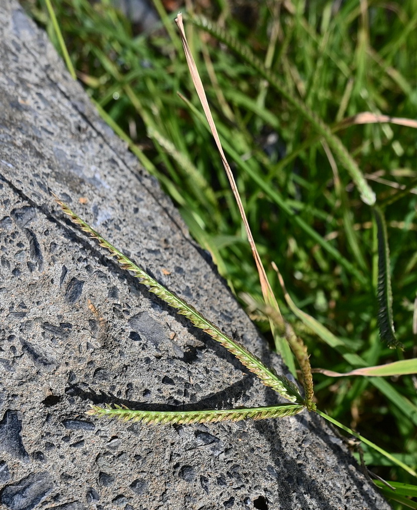 Изображение особи семейство Poaceae.