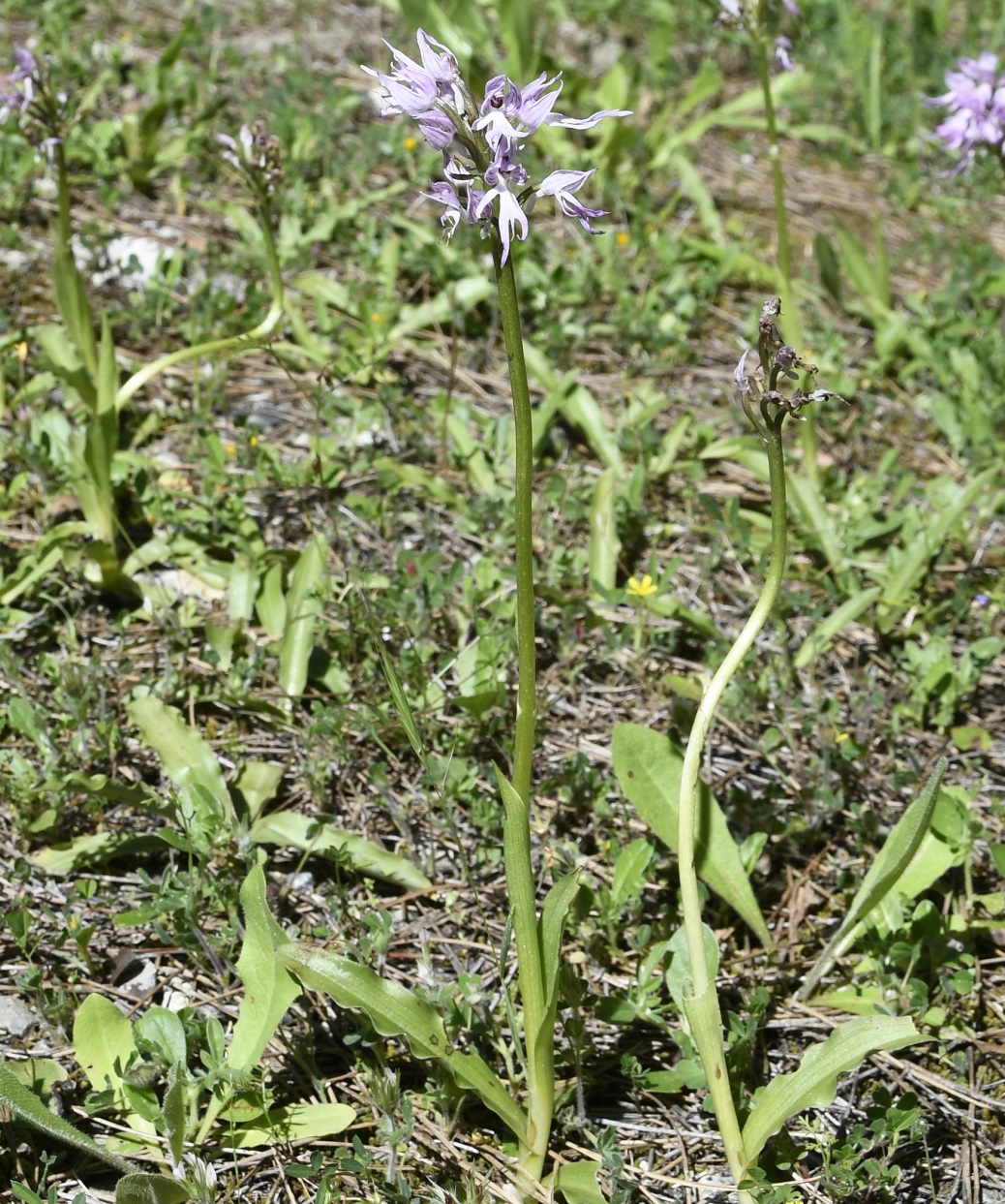 Image of Orchis italica specimen.