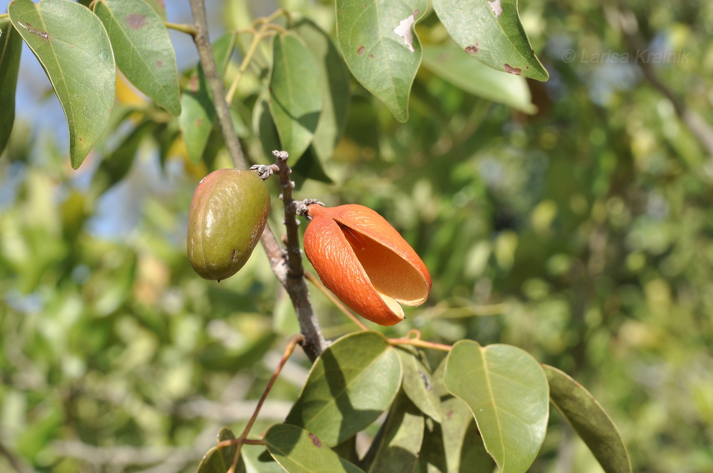 Изображение особи Connarus paniculatus.