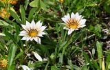 Gazania × hybrida. Цветущие растения. Португалия, г. Лиссабон, в культуре. 17.08.2025.