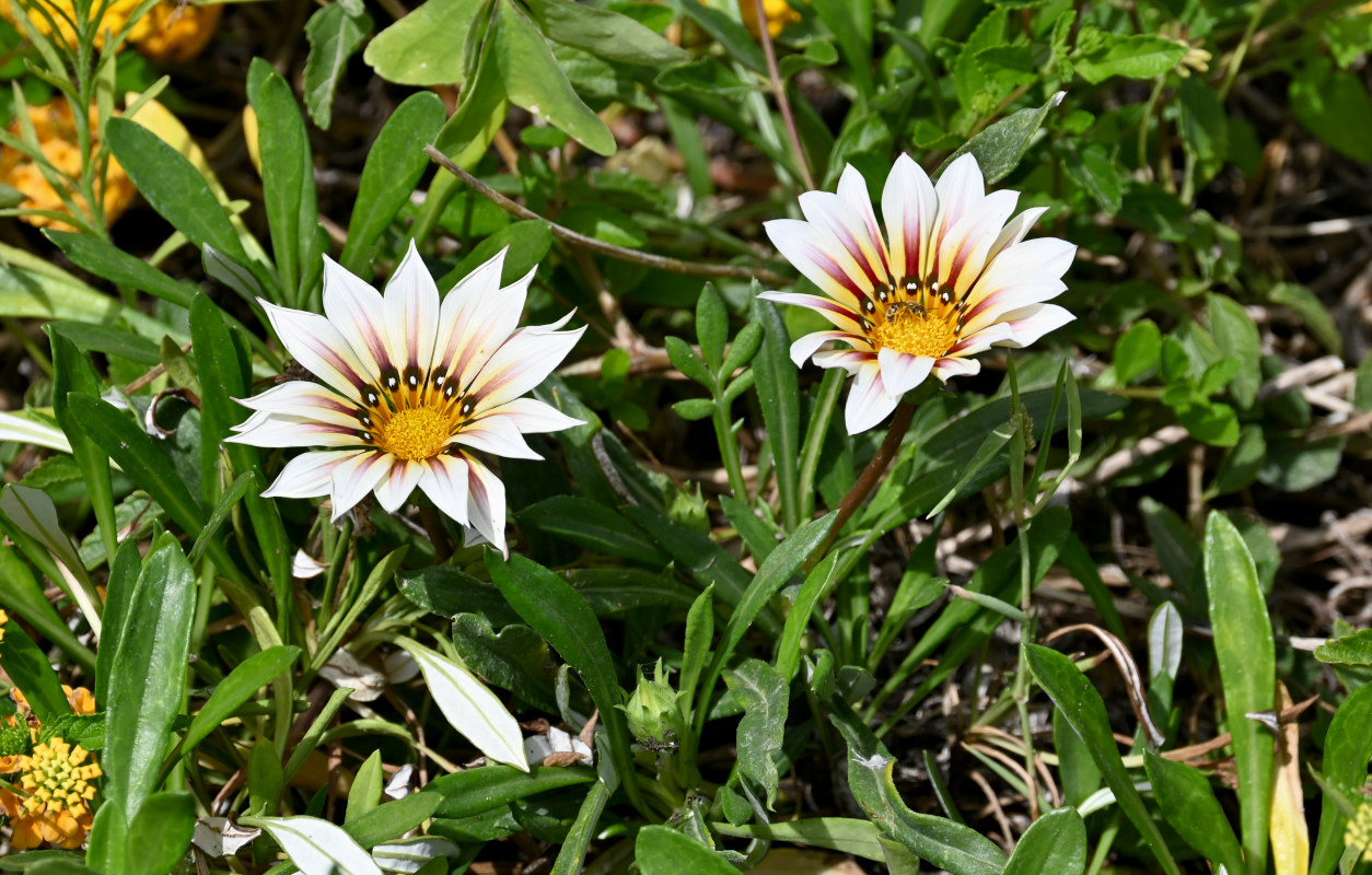 Изображение особи Gazania × hybrida.
