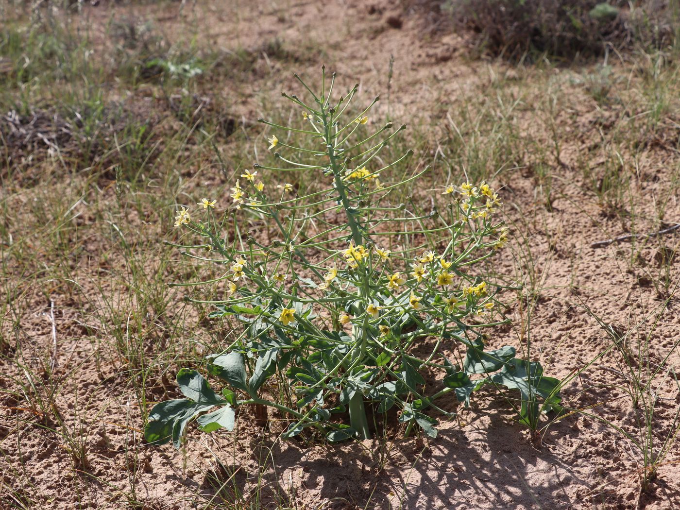 Image of Leontice ewersmanni specimen.