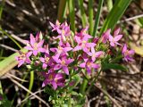 Centaurium erythraea. Верхушка общего соцветия. Краснодарский край, окр. г. Адлер, щебнистый склон, обочина дороги, вырубка под ЛЭП. 03.07.2024.