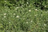 Trifolium caucasicum