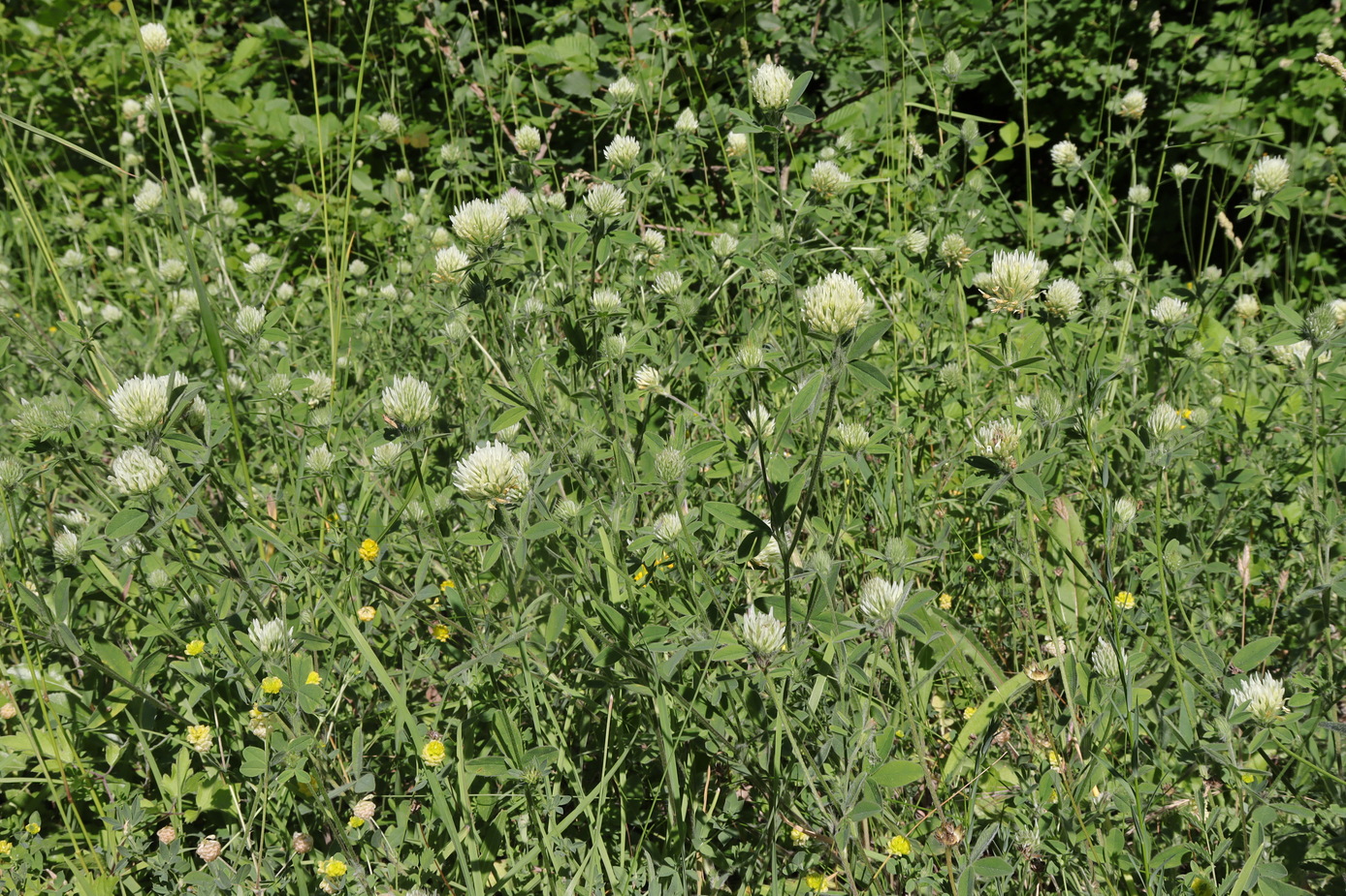 Image of Trifolium caucasicum specimen.