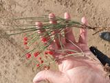 genus Ephedra