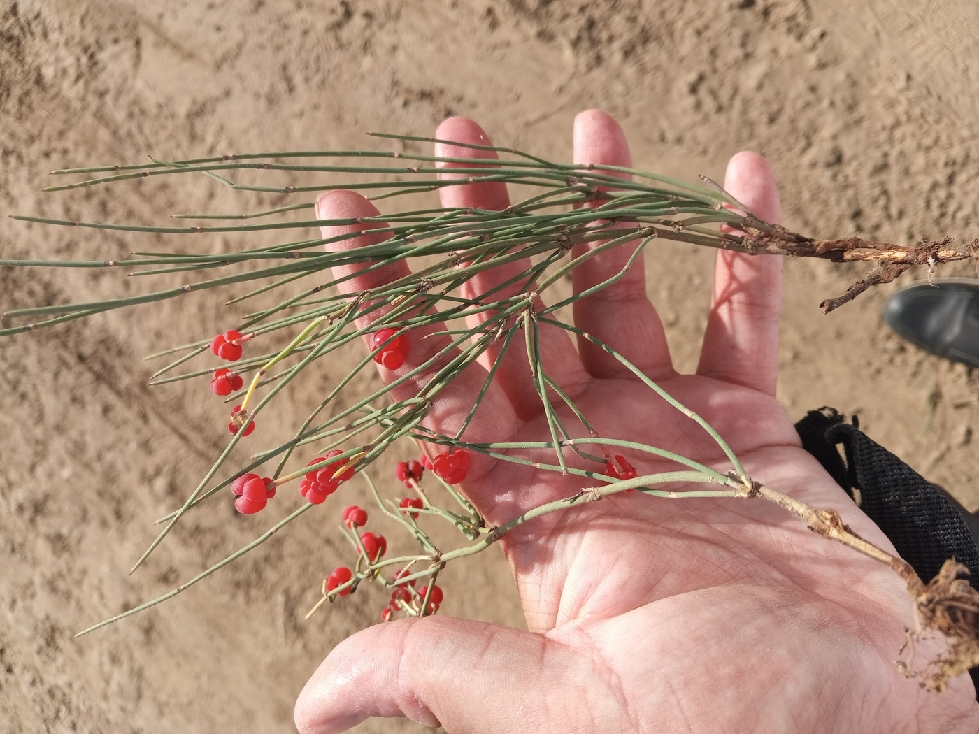 Image of genus Ephedra specimen.