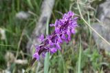 Dactylorhiza umbrosa. Соцветие. Кыргызстан, Нарынская обл., Ак-Талинский р-н, хр. Джамантау; ≈ 2700 м н.у.м., галечниково-глинистый берег горного ручья. 11.07.2026.